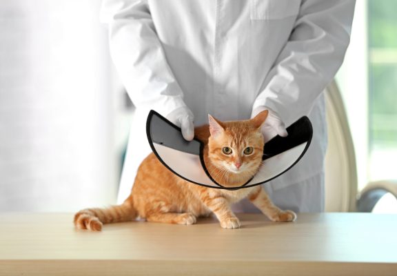 Veterinarian doctor putting cone on cat at vet clinic